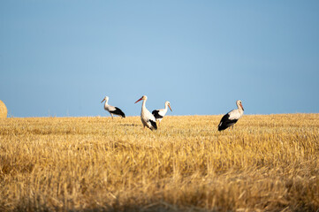 Storks  on a stubble field - 772476370