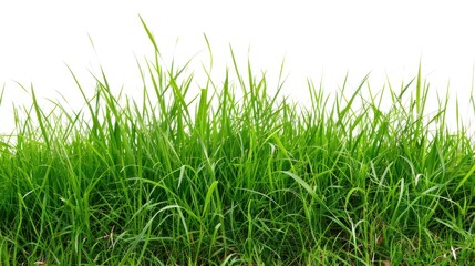 Fototapeta premium Fresh green grass white background.