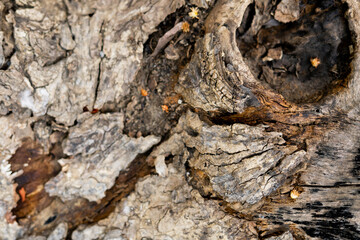 old tree bark background texture