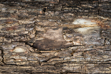 Close up of weathered tree trunks