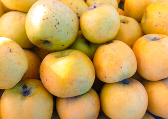Group on Fresh Yellow Apple Background 