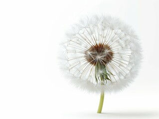Delicate Dandelion Flower on White Background