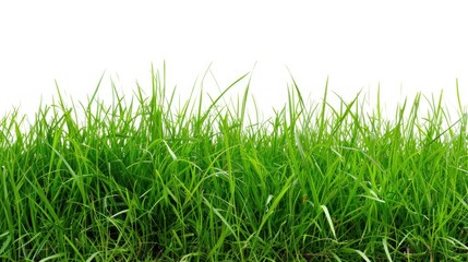 Fototapeta premium Fresh green grass white background.