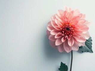 Pastel Pink Flower White Background