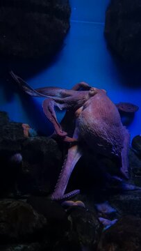 beautiful big octopus in the water