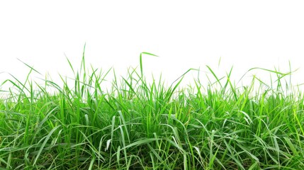 Fresh green grass white background.