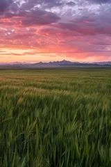 Deurstickers Serene and Majestic: A Scenic View of the Kazakh Countryside Amidst a Setting Sun © Mike