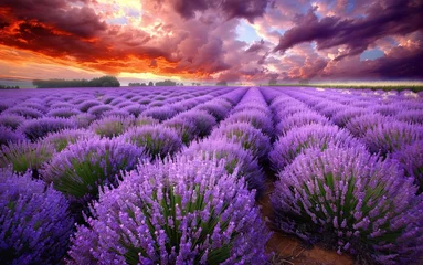 Fotobehang Rows of lavender stretching towards a horizon ablaze with pinks, oranges, and purples. The air is filled with a soft, hazy glow and the faint scent of lavender. © Thor.PJ