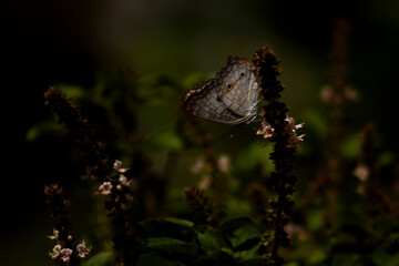 butterfly on the Manjeircão