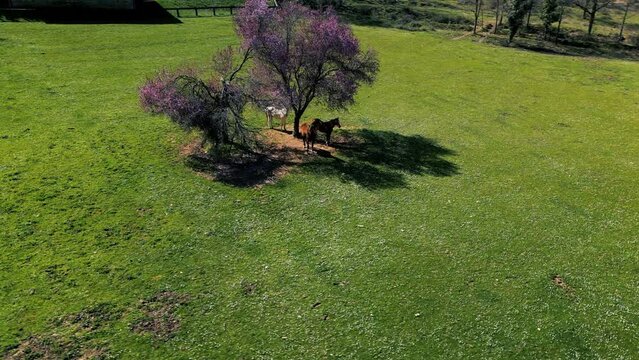 free horses that walk through the fields