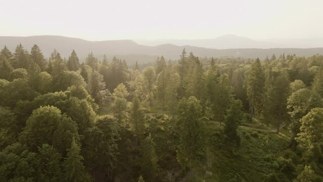 Amazing pine forest in the top of the mountain filmed from high above with a drone during a sunrise or sunset