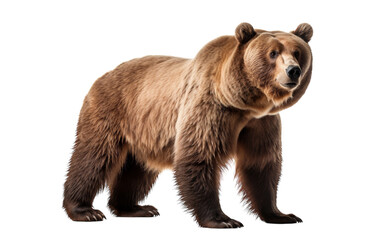 A majestic brown bear stands confidently atop a stark white background