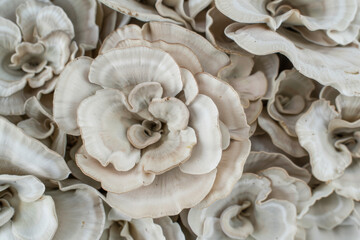 Fototapeta na wymiar Mushroom texture for background and design. Beautiful background.
