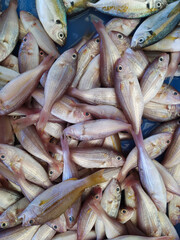 Close up top view of fresh fish on display of stall at traditional market in Situbondo East Java,...