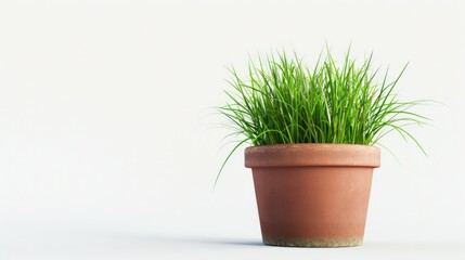 A potted plant with lush green grass on a clean white surface. Ideal for interior design concepts