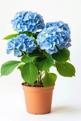 A simple blue flower potted plant on a clean white background. Perfect for adding a touch of nature to any design project