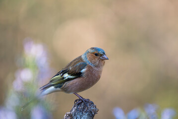 Chirping Chaffinch on a Branch