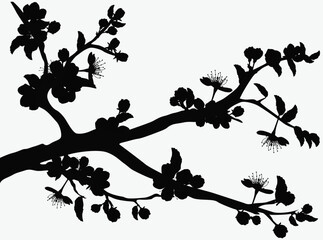 blossoming apple tree single branch silhouette on white
