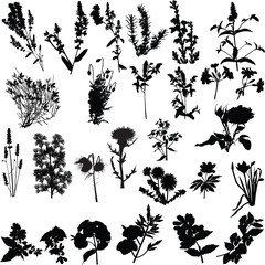 twenty seven wild flowers silhouettes isolated on white