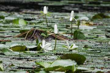 Close up view of couple of white waterlily in bloom floating on the lake