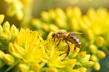 Bee on yellow flower. Defocused nature orange and yellow background.	