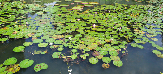 Amazon Rain Forest Water Lilly. Lotus Leaves float on water