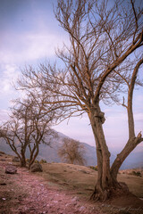 Tree in the middle of nowhere