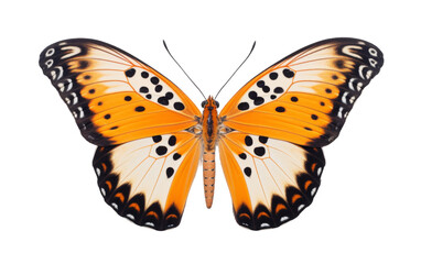 A large orange butterfly with black spots gracefully flutters its wings