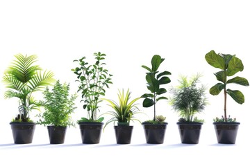 A row of potted plants on a clean white surface. Ideal for interior design concepts