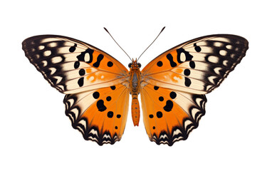 Fototapeta premium A large orange butterfly with black spots gracefully flutters its wings