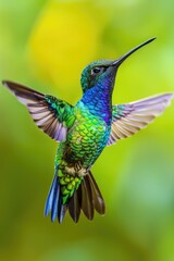 Fototapeta premium A vibrant hummingbird in mid-flight, perfect for nature designs
