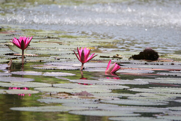 Close up view of couple of pink waterlily in bloom floating on the lake
