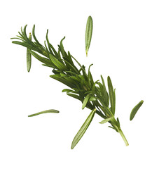 Fototapeta premium Fresh green rosemary herb falling in the air isolates on white background