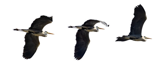 three grey herons in flight isolated on white