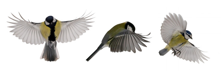 yellow small three tits in flight on white background