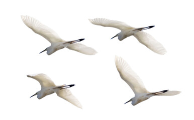 four isolated white herons in flifgt - 772496930