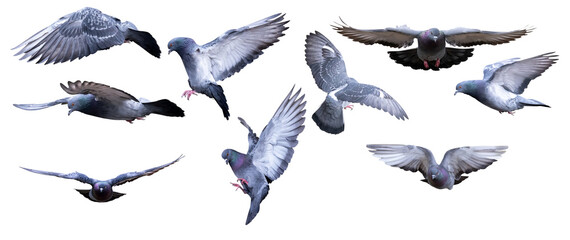 rock isolated nine flying doves