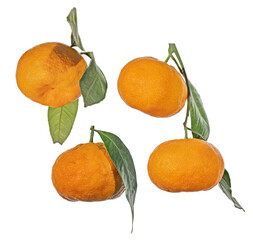 four ripe orange tangerines with leaves set