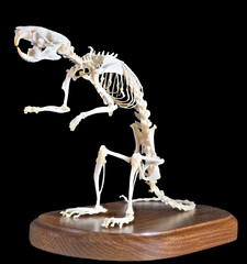 rat skeleton on board isolated on black