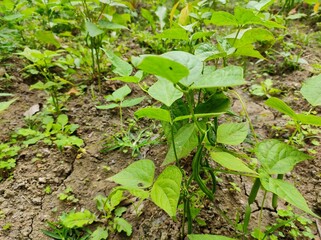 Tiny Beans plant with Beans