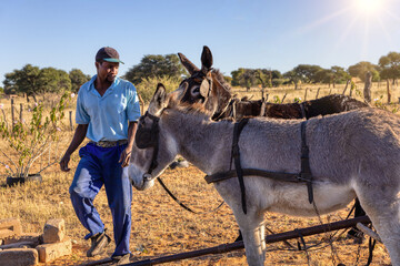 african farmer with his donkeys in the field, small business, in the village at sunset,