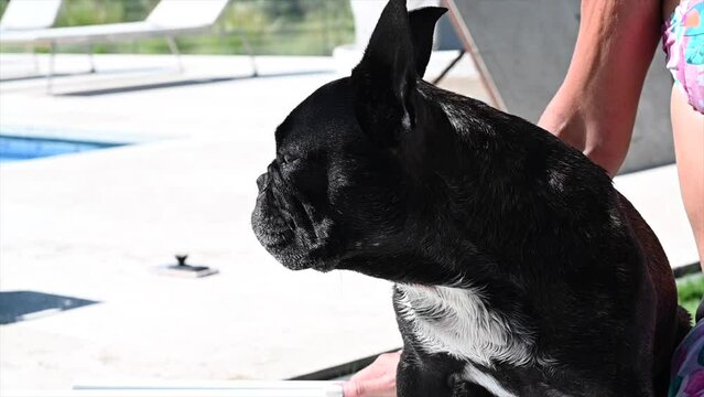 closeup of black french bulldog dog in the pool shadow