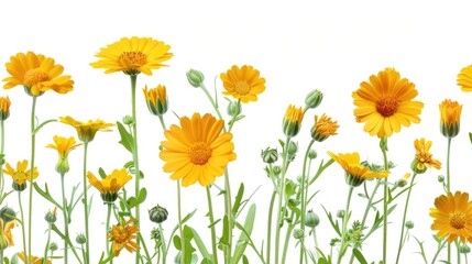 Bright yellow flowers on a clean white background, perfect for adding a pop of color to any project