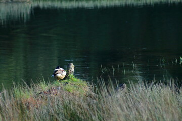 El descanso del pato en Xubia