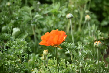 poppy flower in the field