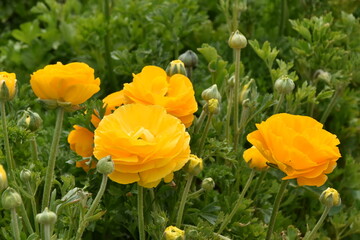 Fototapeta premium bloom_5