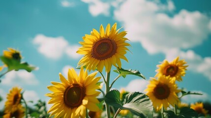 Obraz premium Sunflowers Field Under Blue Sky