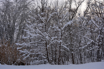 Beautiful and colorful winter weather, trees, green fir trees and bushes stand in white snow Beautiful and pleasant park near the Dnipro River, city of Dnipro, country Ukraine.