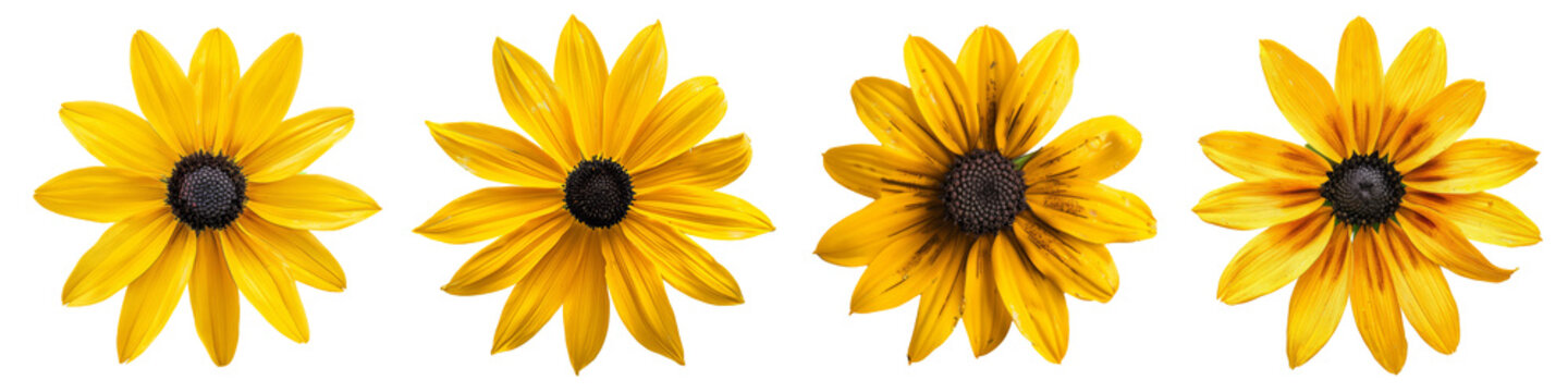 Collection of various black eyed susan single flower top view and cutout with isolated on white or transparent background