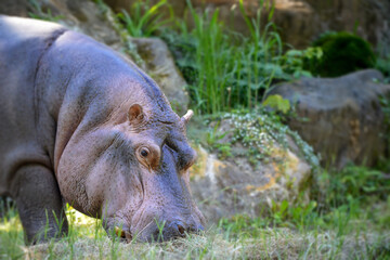 Portrait of huge hippopotamus in summer time.